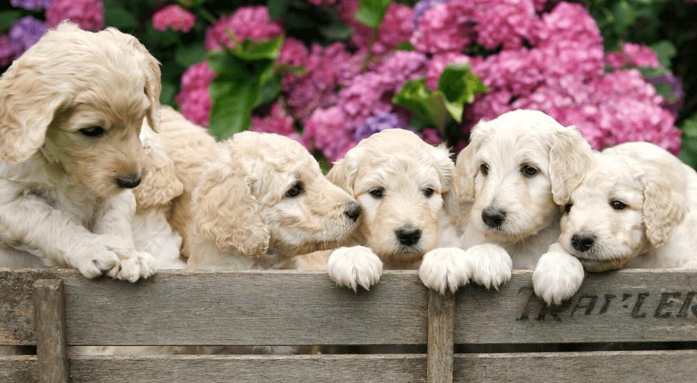 What is Copper Toxicosis in Dogs?