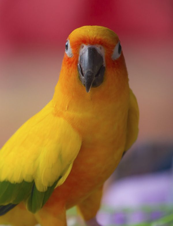 Birds