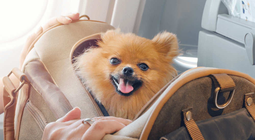 6 Best Tips for Traveling with Dogs