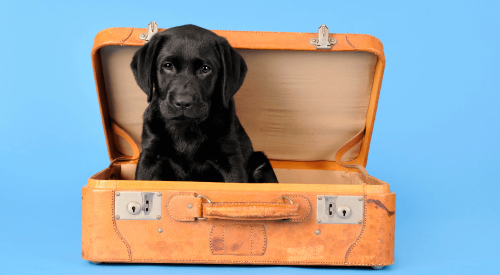 Facts about HNPK in Dogs