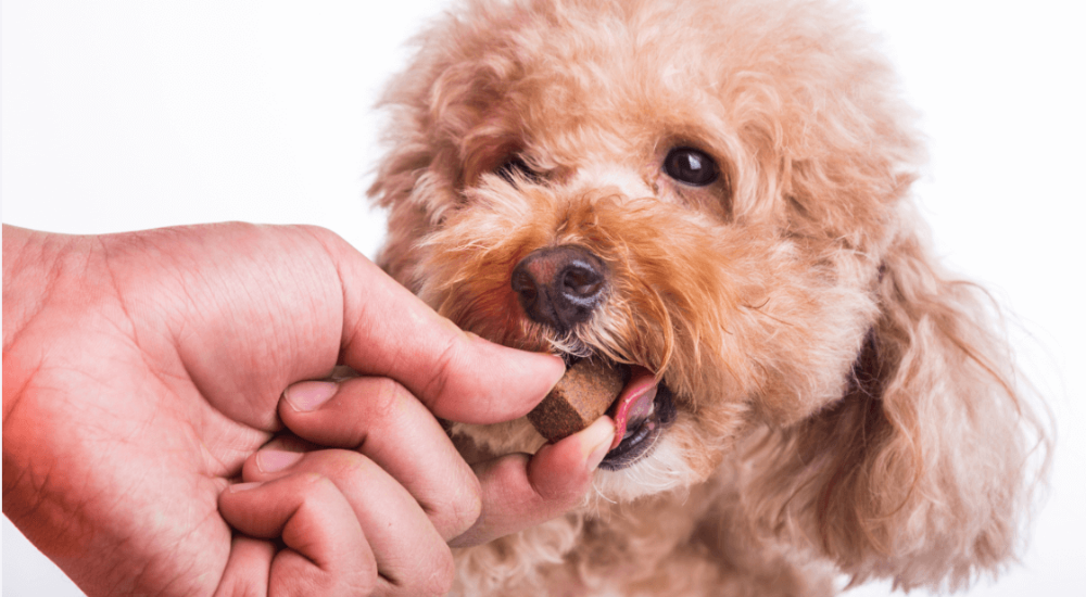 What You Need to Know about Heartworm and Dogs in Springtime