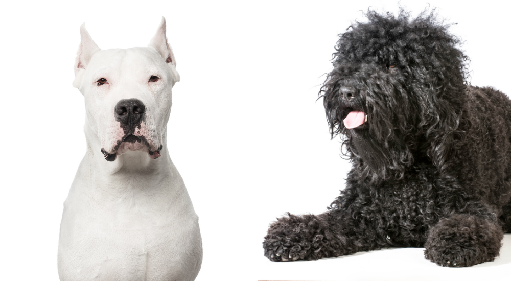 New Breeds at Westminster Dog Show 2020