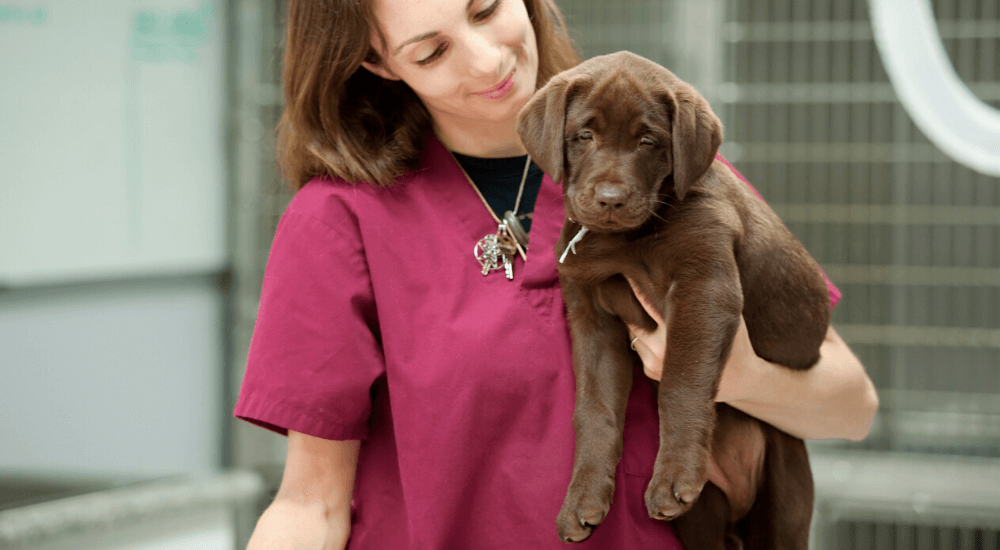 What You Need to Know about CNM in Labrador Retrievers