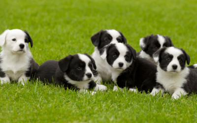3 Cost-Effective Ways to Advertise your Dog-Breeding Business Organically