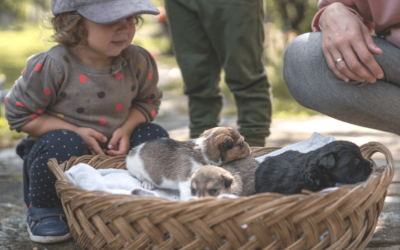 Why Dog Breeders Should Keep in Touch with Past Customers