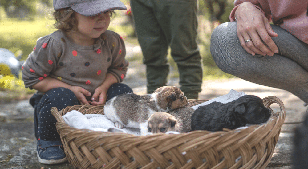Why and How Dog Breeders Should Keep in Touch with Past Customers