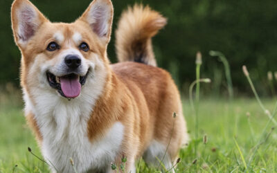 Understanding Your Dog’s DNA with a Dog Breed Identifier Test