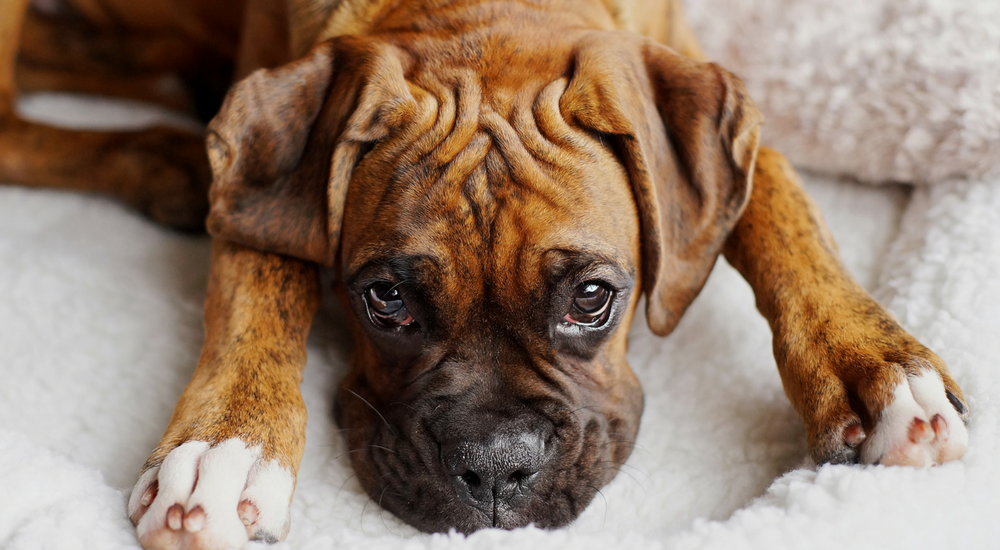 DNA Screening in Animals: Options for Dogs