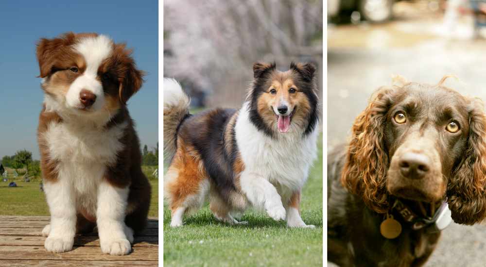 Dog DNA Testing: What is Collie Eye Anomaly?