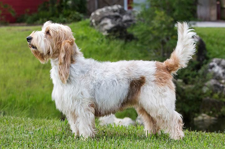 GBGV Dog