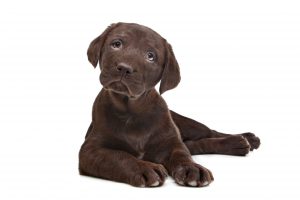 DNA screening in animals - testing for labrador retrievers