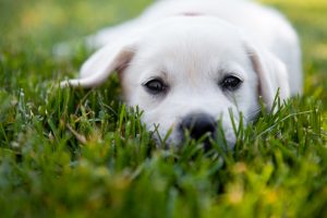 Cost of Dog DNA Test | Yellow Lab Puppy