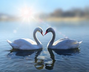 How to sex a parakeet and swans too