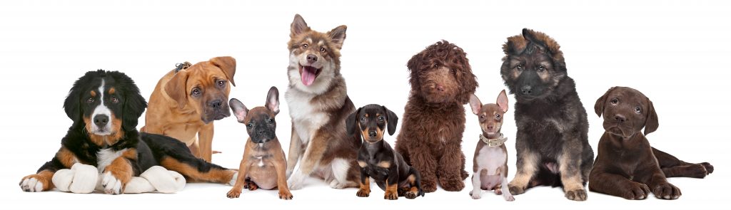 What is the best dog DNA test? Image 2 |VetDNACenter.com