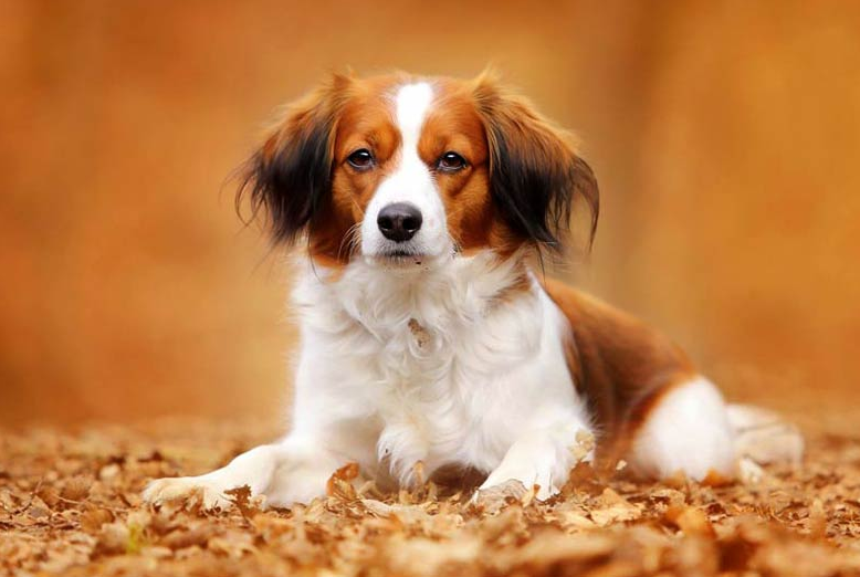 Kooikerhondje dog