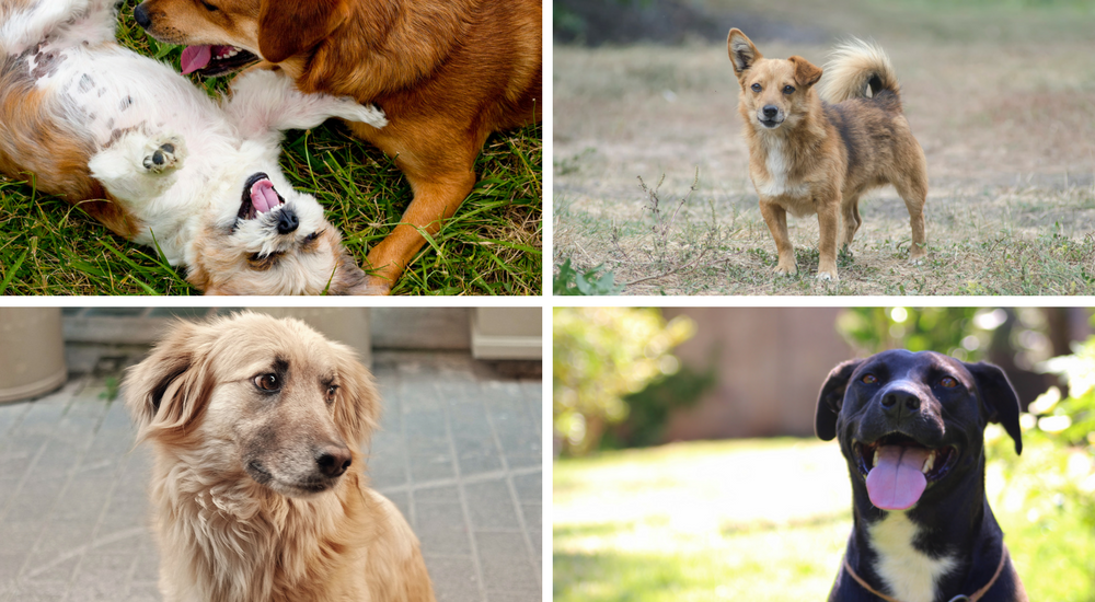 What Breed Is My Dog? 3 Tips for Solving your Furry Mystery