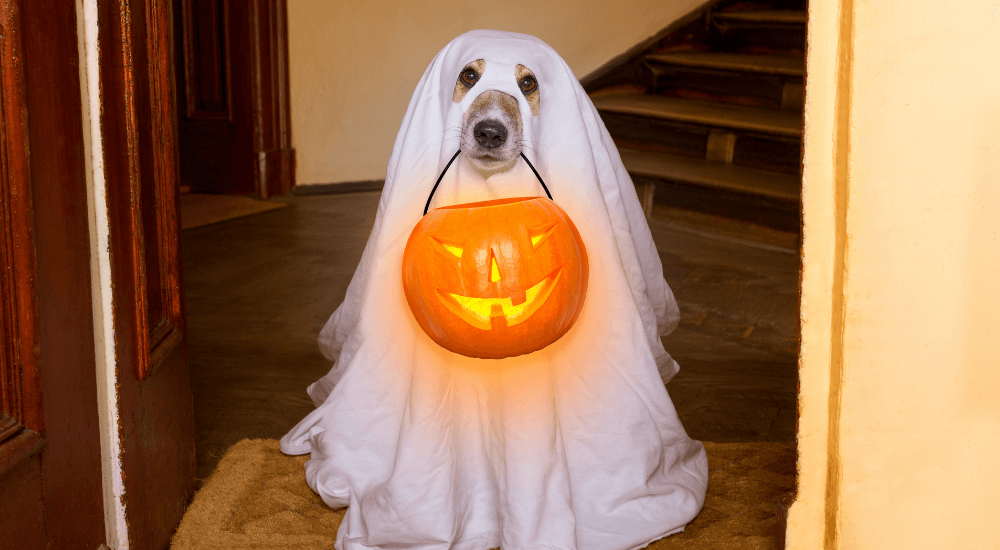 Halloween Safety Tips for Dogs