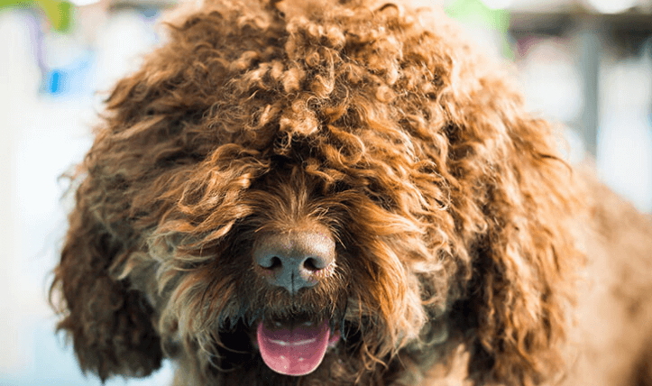 blog-barbet-dog