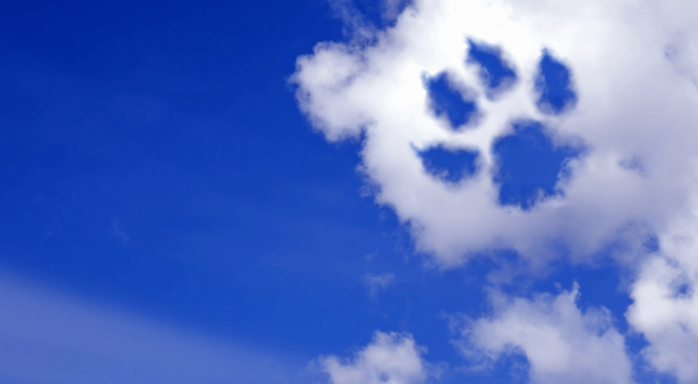 Coping with the Death of your Dog