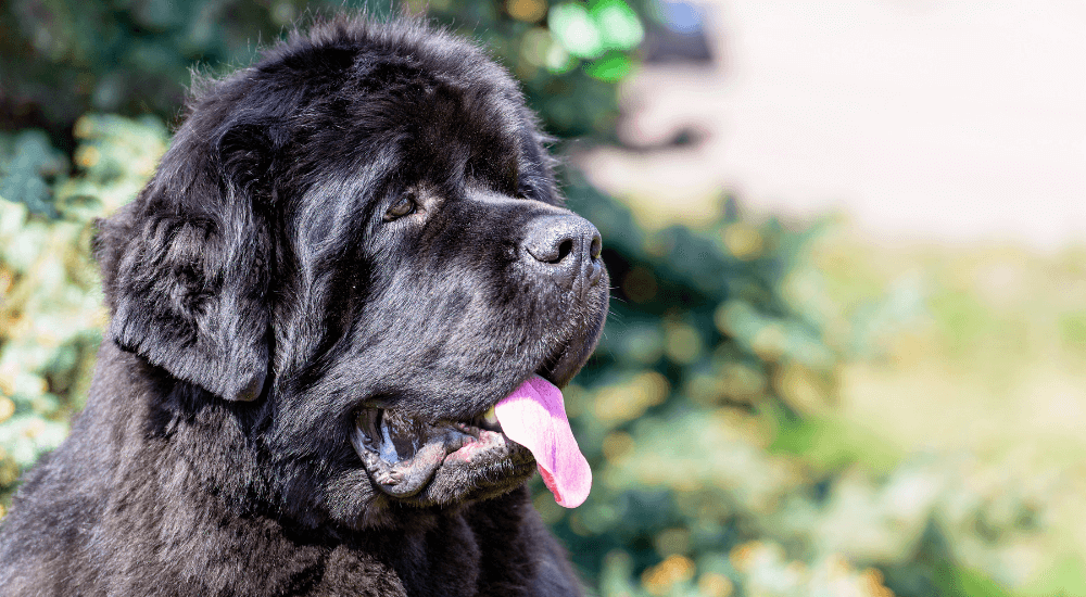 What You Need to Know about Cystinuria in Dogs