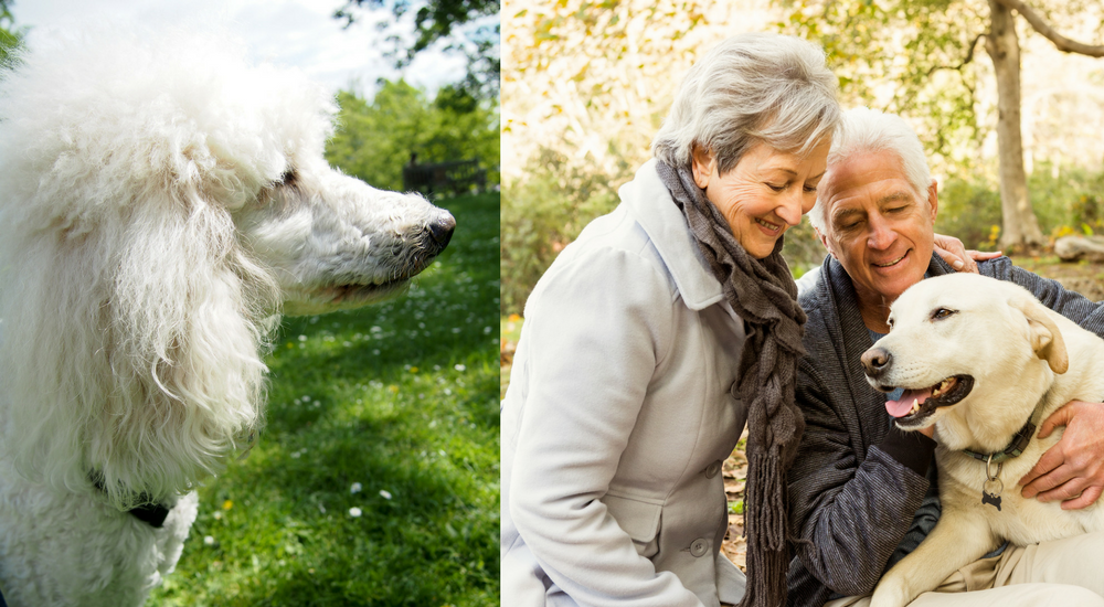 Dog DNA Testing: Is My Puppy’s Personality Influenced by its DNA?