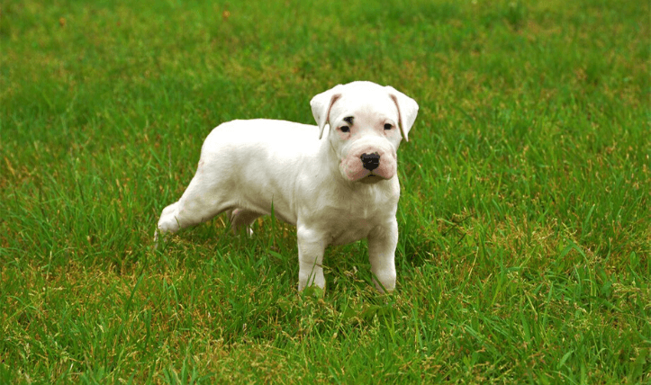 blog-dogo-argentino-dog