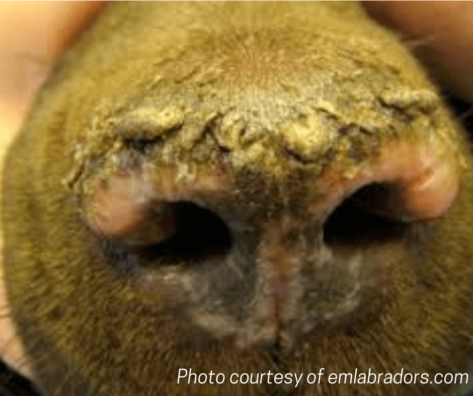 blog-facts-about-hnpk-in-labrador-retrievers-2