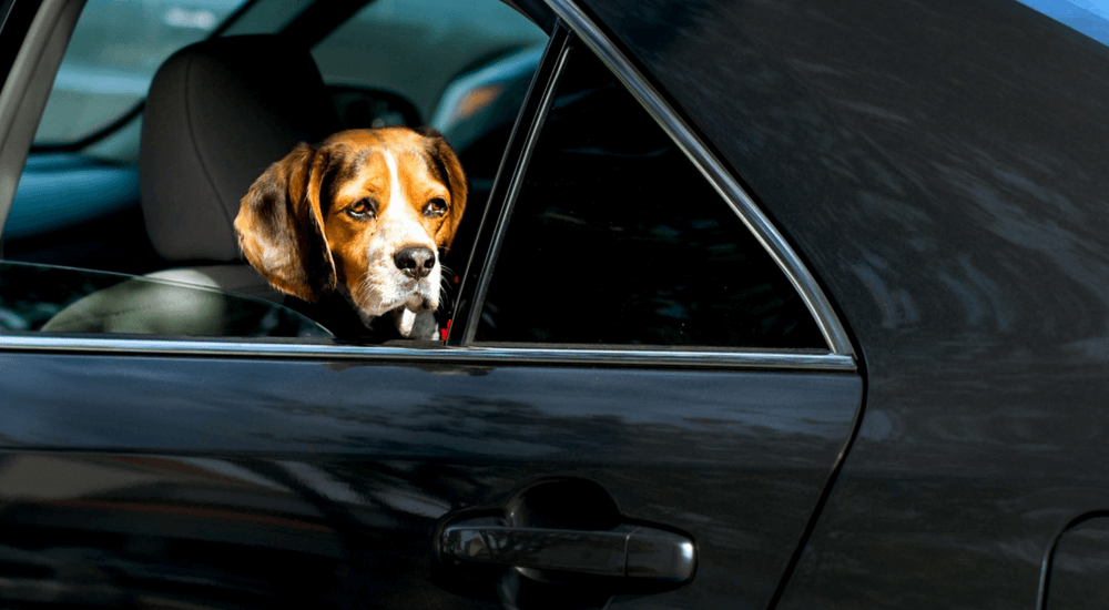 Dog Heat Stroke 101: Safe Fun in the Sun