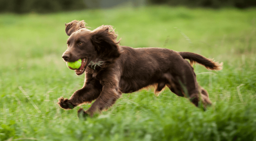 How Much Does a Dog DNA Test Cost?