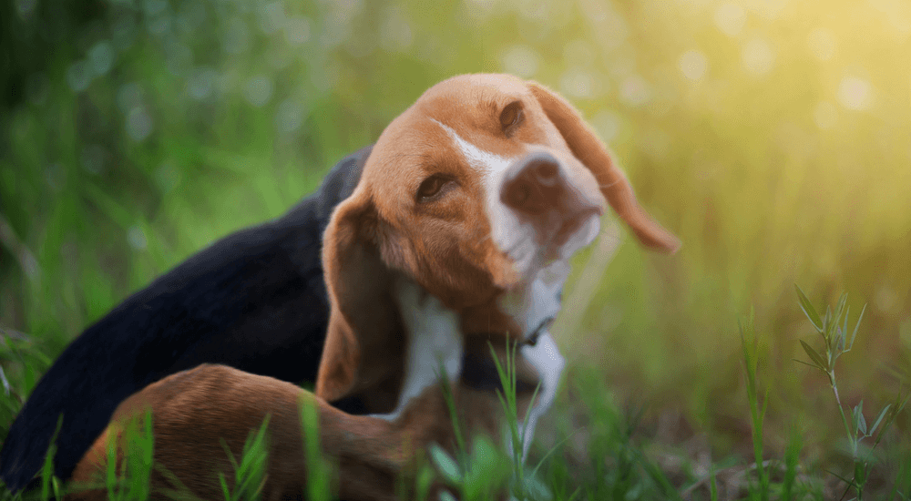 How to Fight Fleas: Don’t Let Spring Bug Your Pet