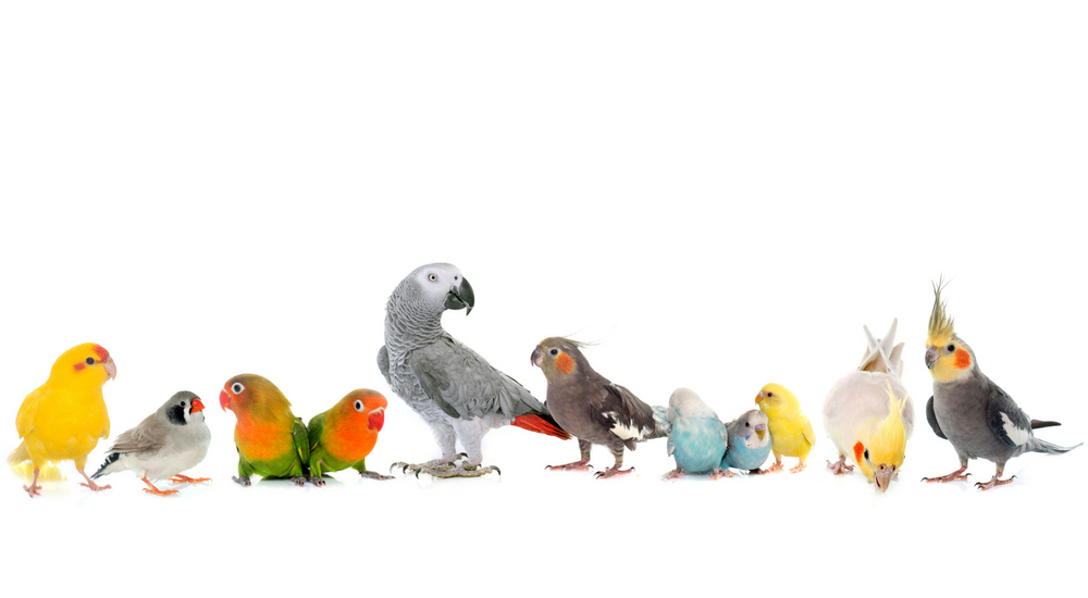 How to Tell the Sex of a Parakeet