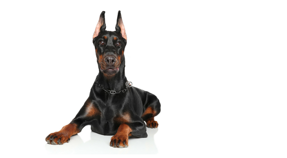 What is von Willebrand’s Disease in Dogs?