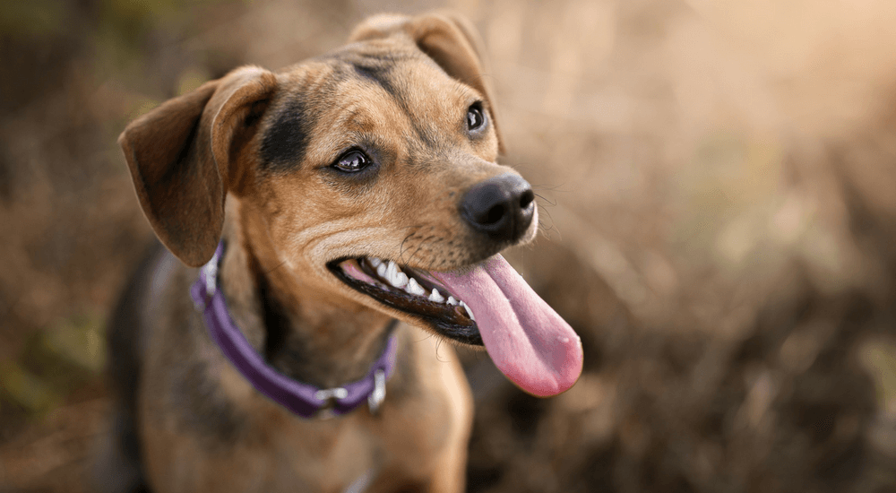 What Breed is my Dog? You May Have it all Wrong