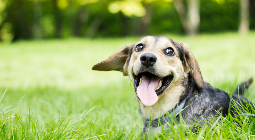 Where Can I Go to Get a Dog DNA Test Done?